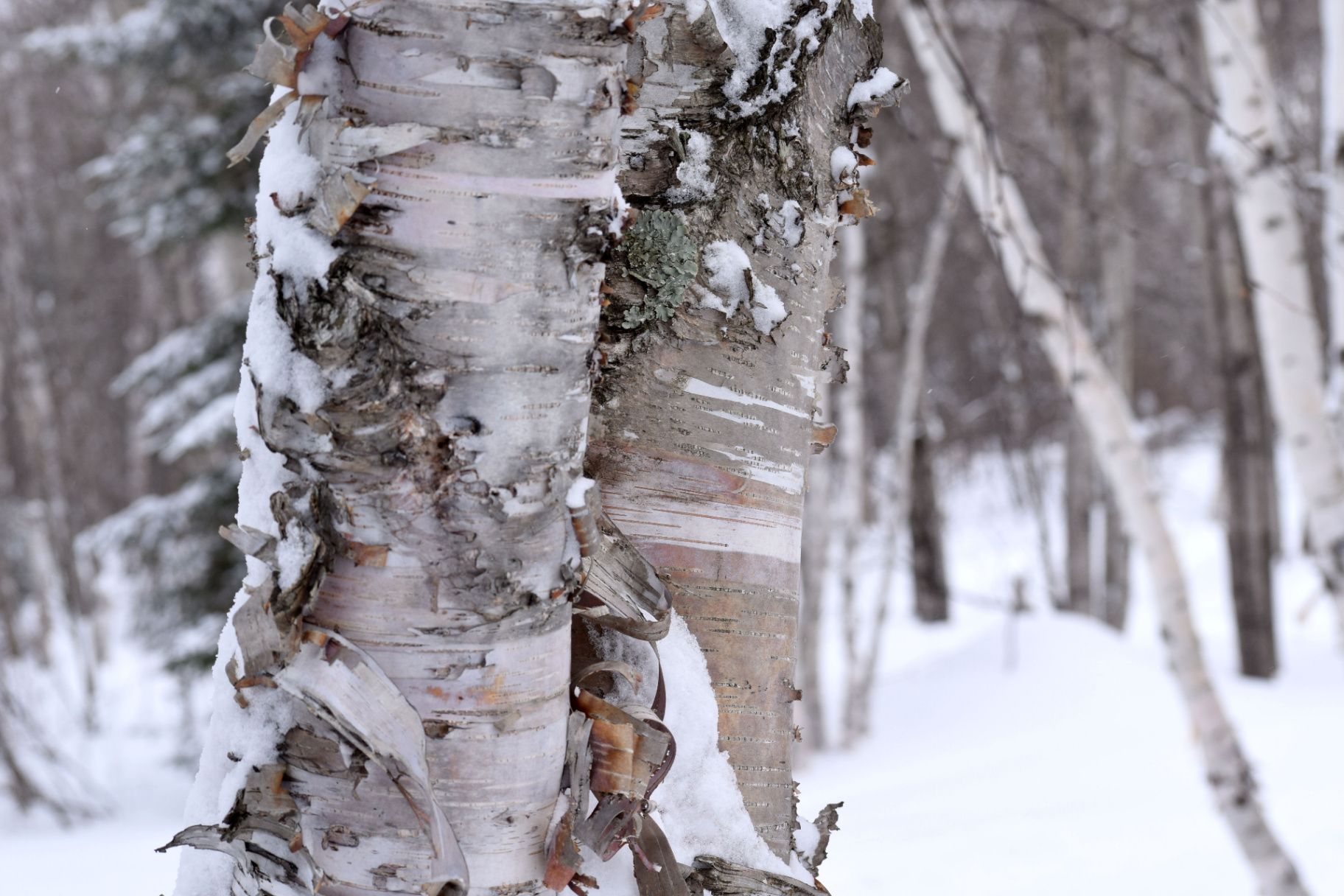 Close-up of birch trunks covered with snow in winter