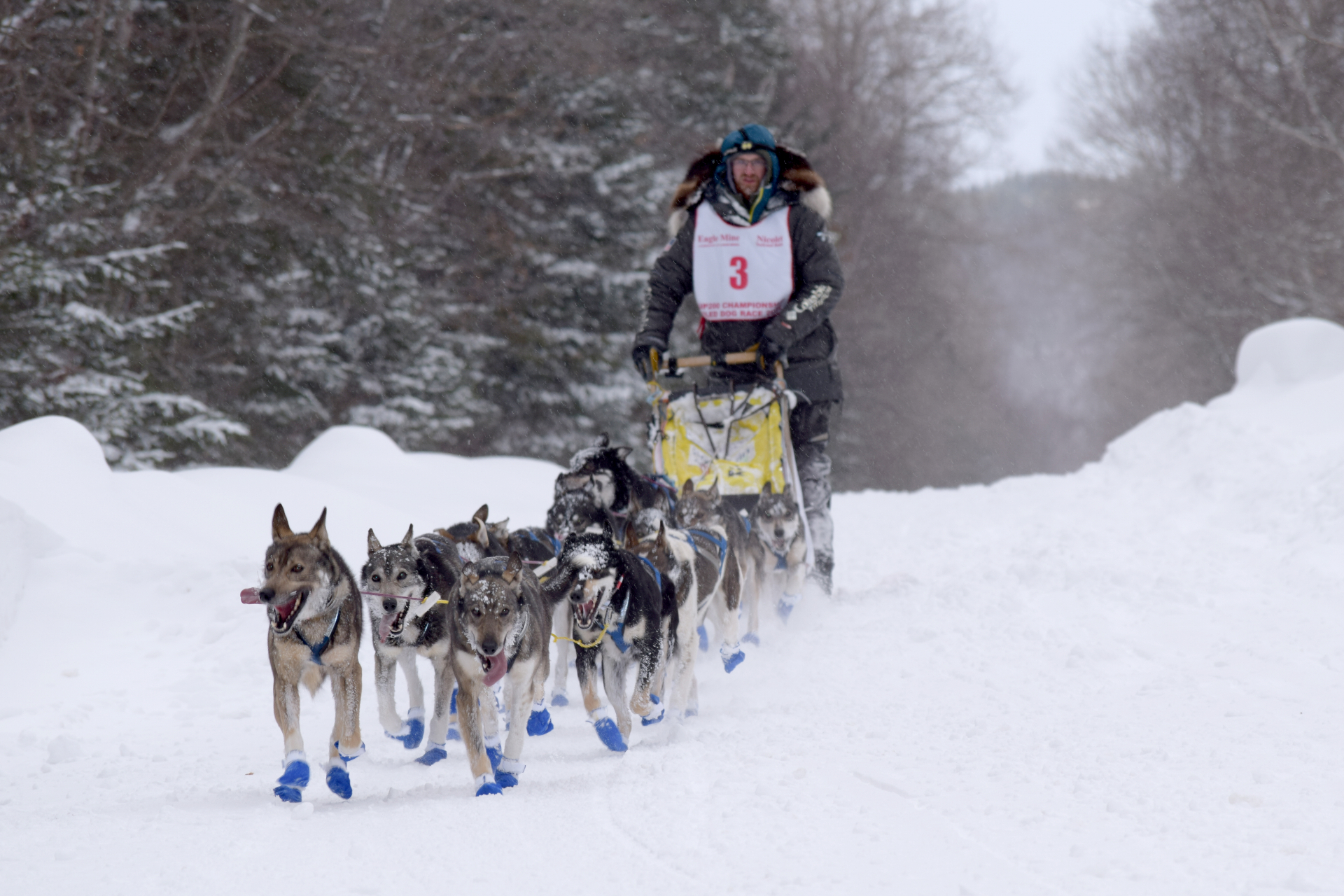 Sled dog team racing through fresh snow
