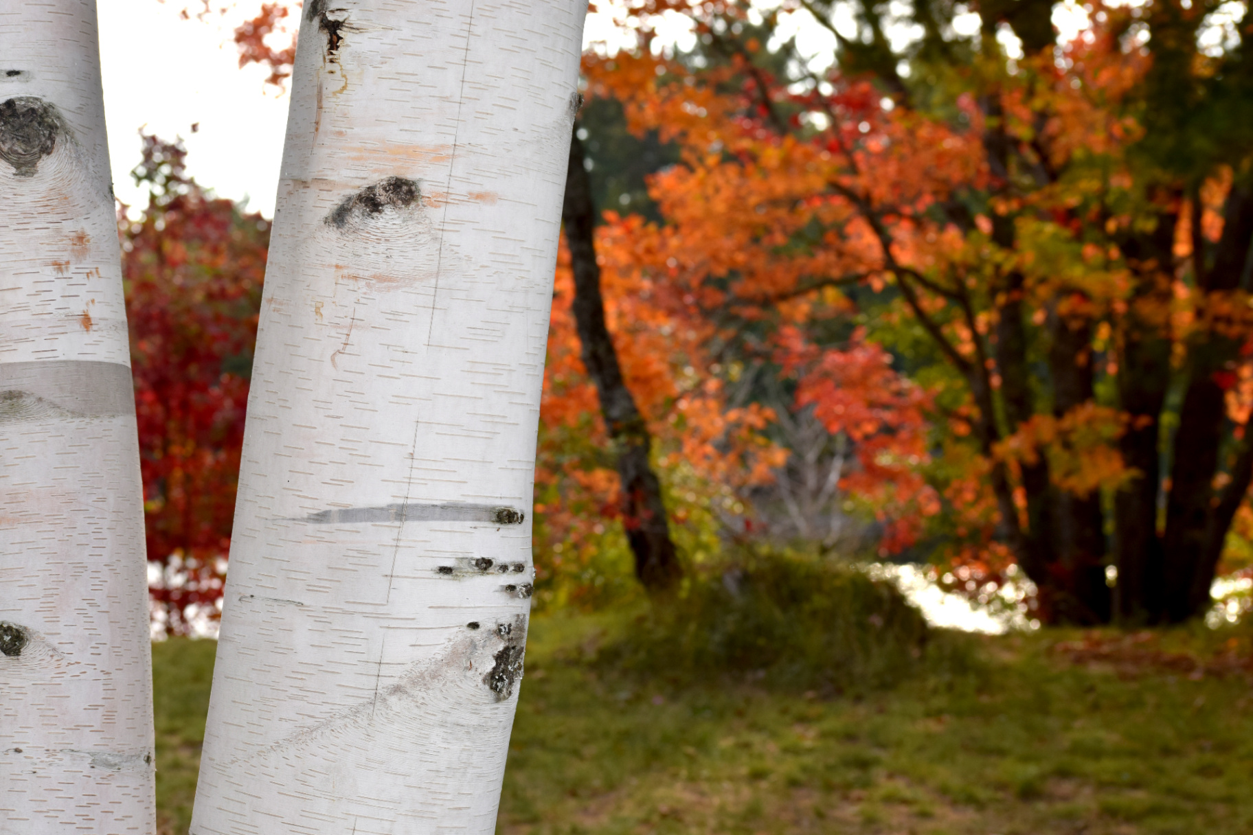 White birch trunks with bright fall leaves in the background